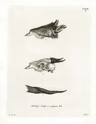 Buschbock-Hörner