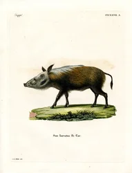 Buschschwein