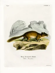 Buschschwanzratte