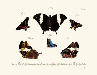 Schmetterlinge