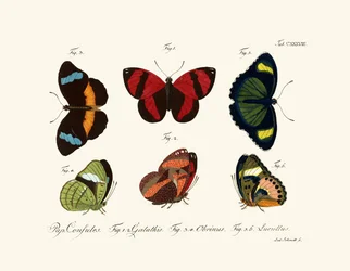 Schmetterlinge