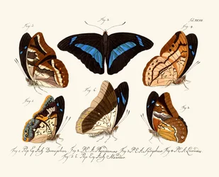 Schmetterlinge