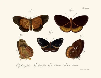 Schmetterlinge