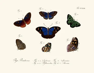 Schmetterlinge