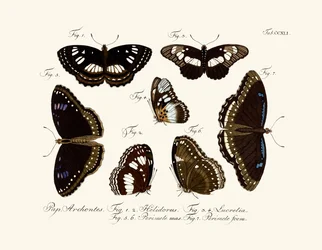 Schmetterlinge