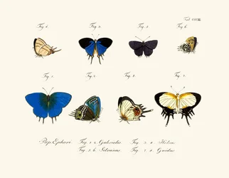 Schmetterlinge
