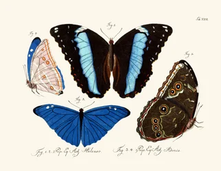 Schmetterlinge