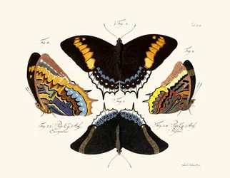 Schmetterlinge