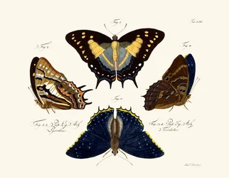 Schmetterlinge
