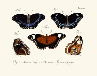 Schmetterlinge