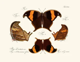 Schmetterlinge