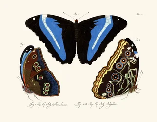 Schmetterlinge