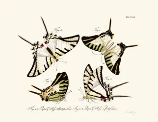 Schmetterlinge