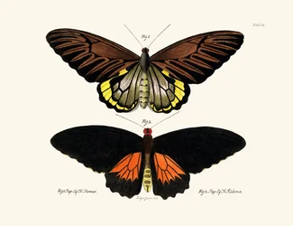Schmetterlinge