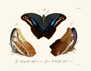 Schmetterlinge