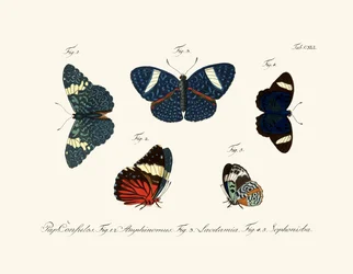 Schmetterlinge