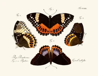 Schmetterlinge