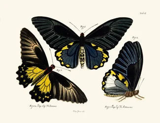 Schmetterlinge