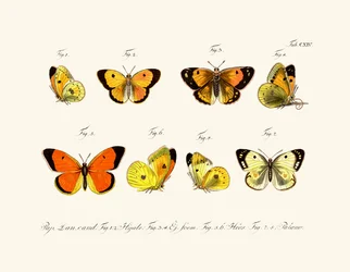 Schmetterlinge, 1783-1806