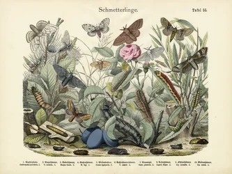 Schmetterlinge, um 1860