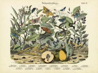 Schmetterlinge, um 1860