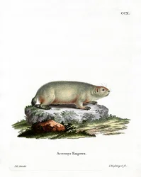 Kanadisches Murmeltier