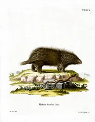 Kanadisches Stachelschwein