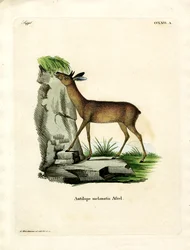 Kap-Grysbok