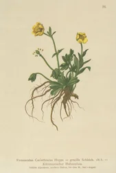Kärntner Hahnenfuß (Ranunculus Carinthiacus, Ranunculus gracilis)