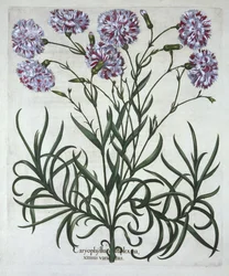 Nelke, aus Hortus Eystettensis, von Basil Besler (1561-1629), veröffentlicht 1613