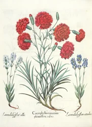 Nelken und Lavendel: 1. Caryophyllus maximus plenus flore rubro; 2. Lavandula flore albo; 3. Lavandula flore ceruleo, aus dem Hortus Eystettensis von Basil Besler, veröffentlicht 1613