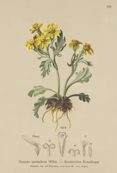 Krainisches Greiskraut