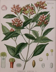Caryophyllus Aromaticus (Gewürznelken)
