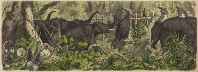 Elefantenfang in Ceylon