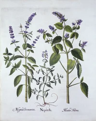 Katzenminze und Katzenkraut, aus Hortus Eystettensis, von Basil Besler (1561-1629), veröffentlicht 1613