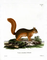 Kaukasisches Eichhörnchen