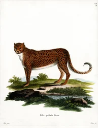 Gepard