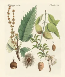 Kastanien und Mandeln