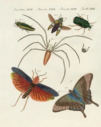 Chinesische Insekten