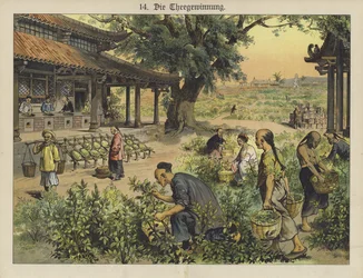 Chinesische Teeplantage