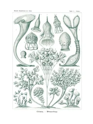 Ciliata