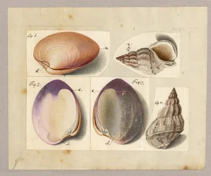 Muschel und Seeschnecke: Venus Mercenaria Linnaei, Buccino glacioli Linnaei, 1785