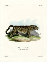 Nebelparder