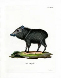 Nabelschwein