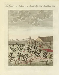 Sammeln von Cochenillen