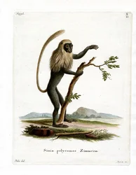 Colobusaffe