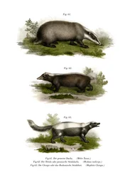 Dachs, 1860