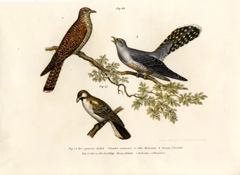 Kuckuck, 1864