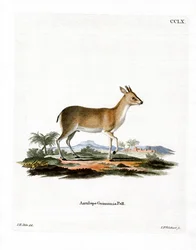 Gewöhnlicher Duiker