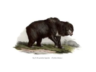 Indischer Lippenbär, 1860